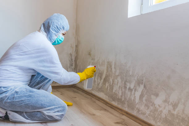 Black mold inspection in Bothell